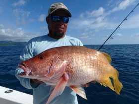 A pig Yellow Snapper