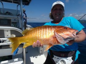 Yellow Snapper